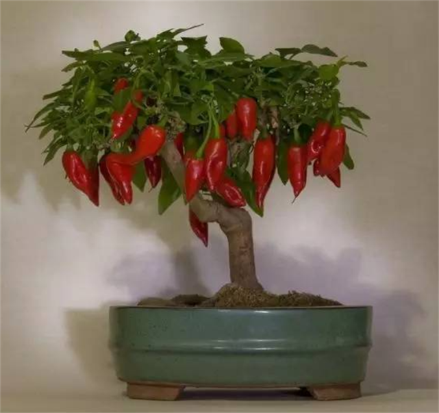 盆景趣闻将辣椒养成老桩盆景是啥体验就算拿100斤辣椒都不换