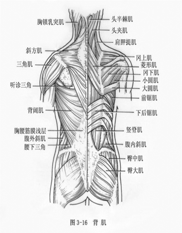 髂腰肌由髂肌和腰大肌組成,髂肌呈扇形,起自髂窩;腰大肌長形,起自腰椎