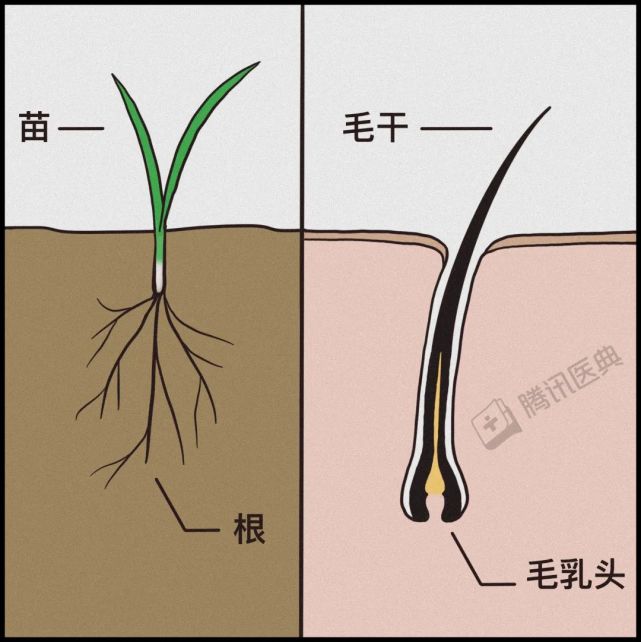头发萌芽生长,就像禾苗从地底探头成长,深埋地底的"头发根部"我们叫它