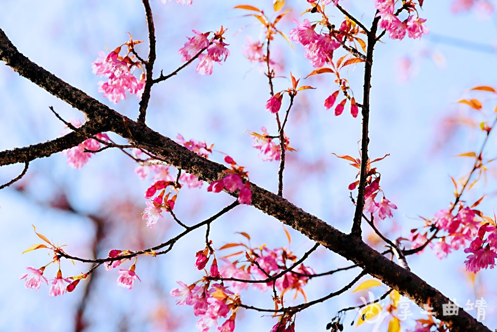 曲靖冬樱花开好似春天到沙荣发摄