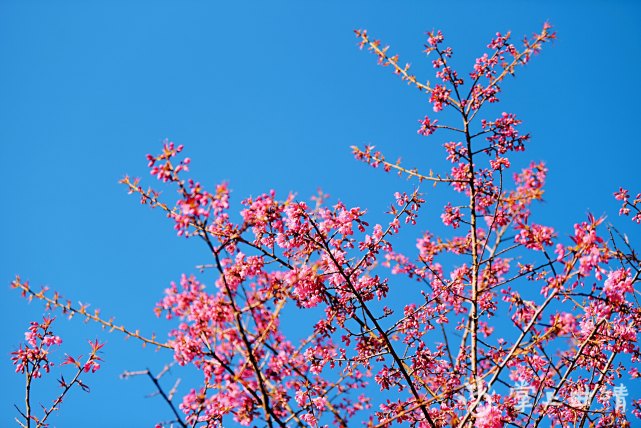 曲靖冬樱花开好似春天到沙荣发摄