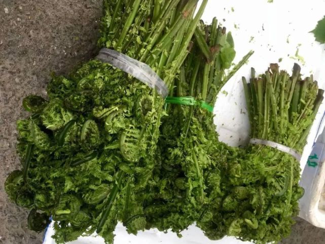 也是因為這樣,黃瓜香在近些年逐漸在眾多野菜當中嶄露頭角,成了人們