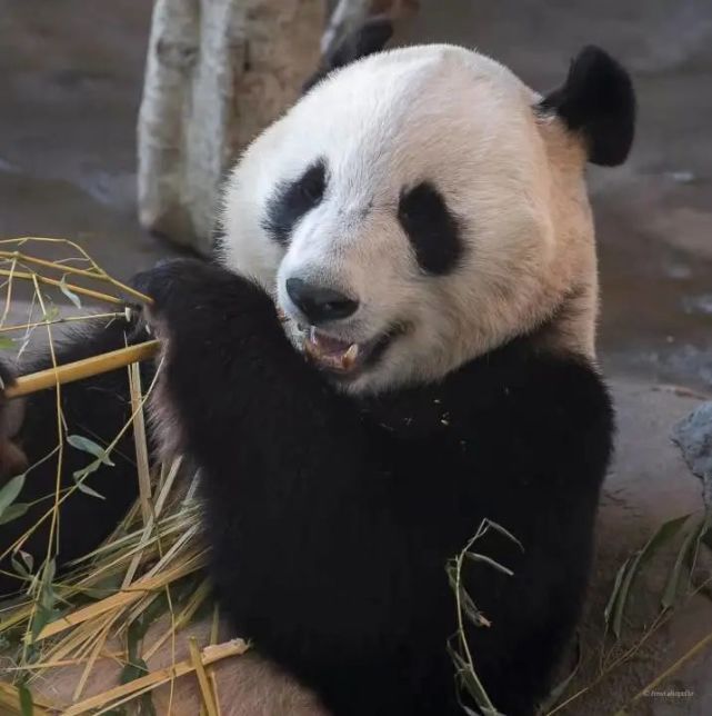 我们在芬兰安家啦~2018年起是来自中国四川的两只大熊猫我们是"金宝宝