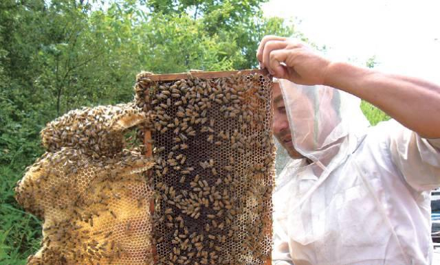 大叔养殖东北黑蜂 一年只需工作半个月 收获超过一千五百万元 蜜蜂 养殖 东北黑蜂 战立新 蜂蜜 蜂农