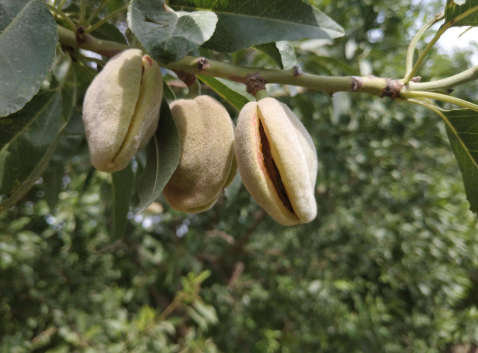 巴旦木:國內種植多年,卻被叫成