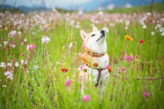 柴犬 柴犬可分4个品种 萌样背后原来竟是一流猎犬 腾讯新闻