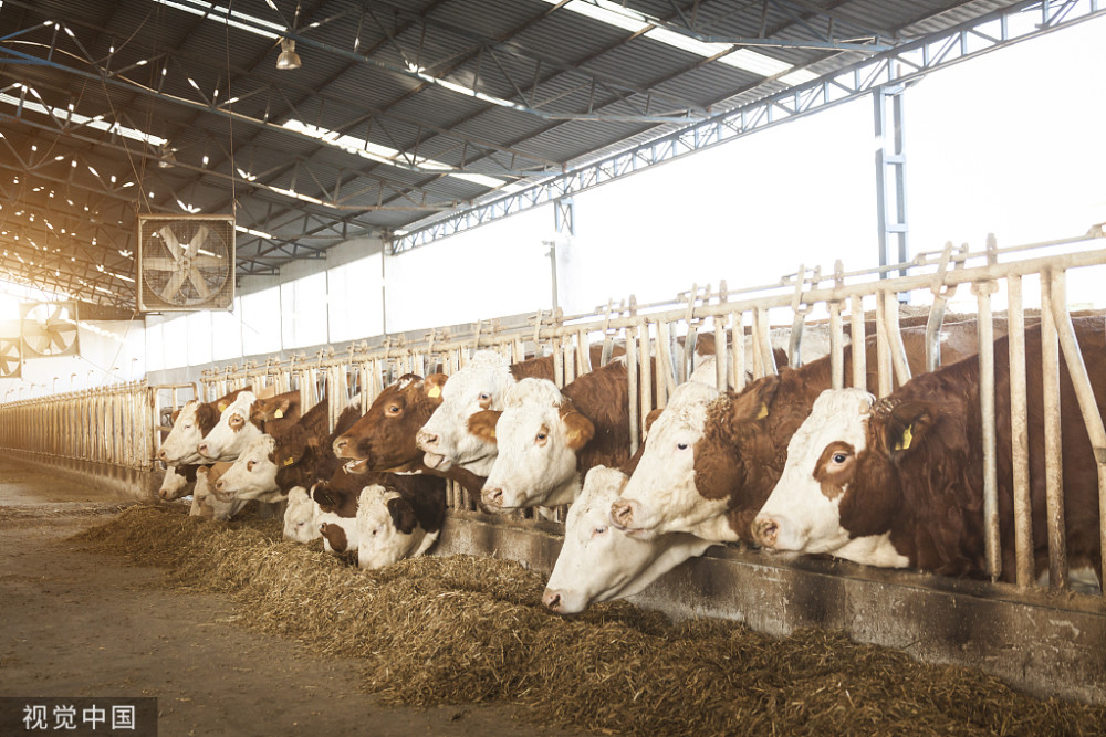 肉牛後期育肥方法肉牛育肥後期飼料配方牛怎麼喂長得快