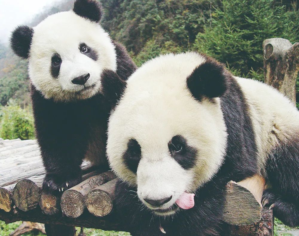 大陆首赠台湾大熊猫之旅背后还有这些故事