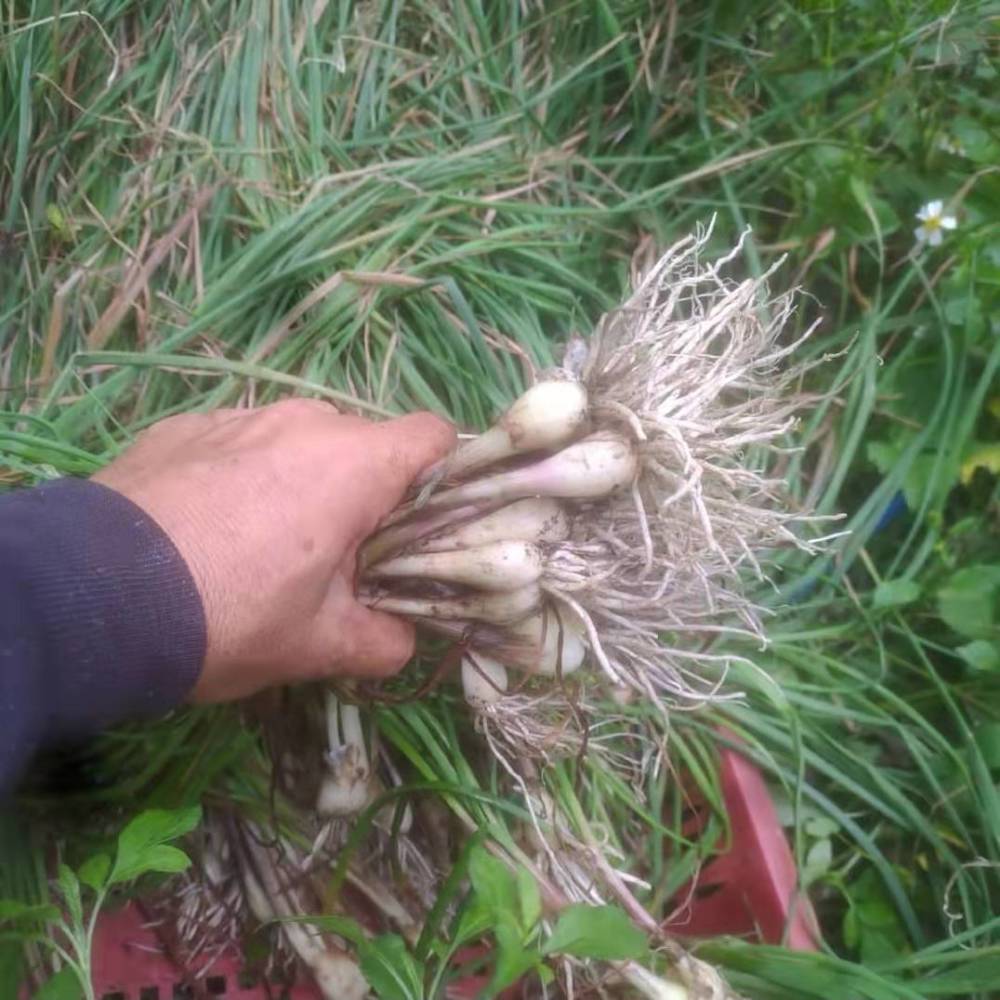 原来五辛中的薤是这种童年零食
