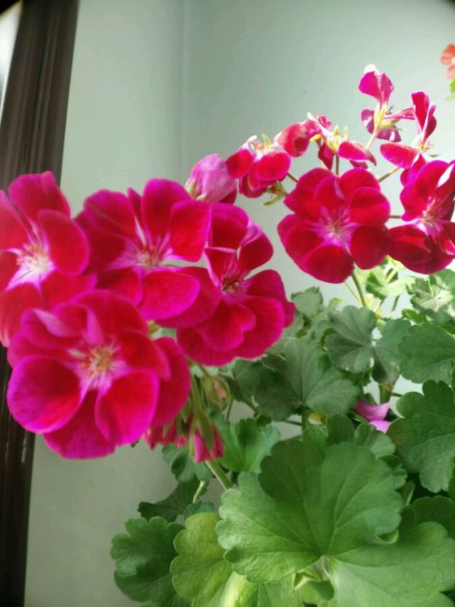 盆栽天竺葵—英雄花色红艳,美丽又喜庆,花期长,封闭阳台亦能养