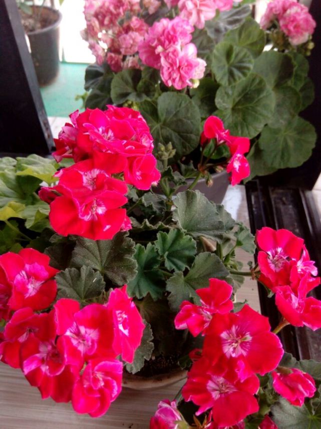 盆栽天竺葵—英雄花色红艳,美丽又喜庆,花期长,封闭阳台亦能养