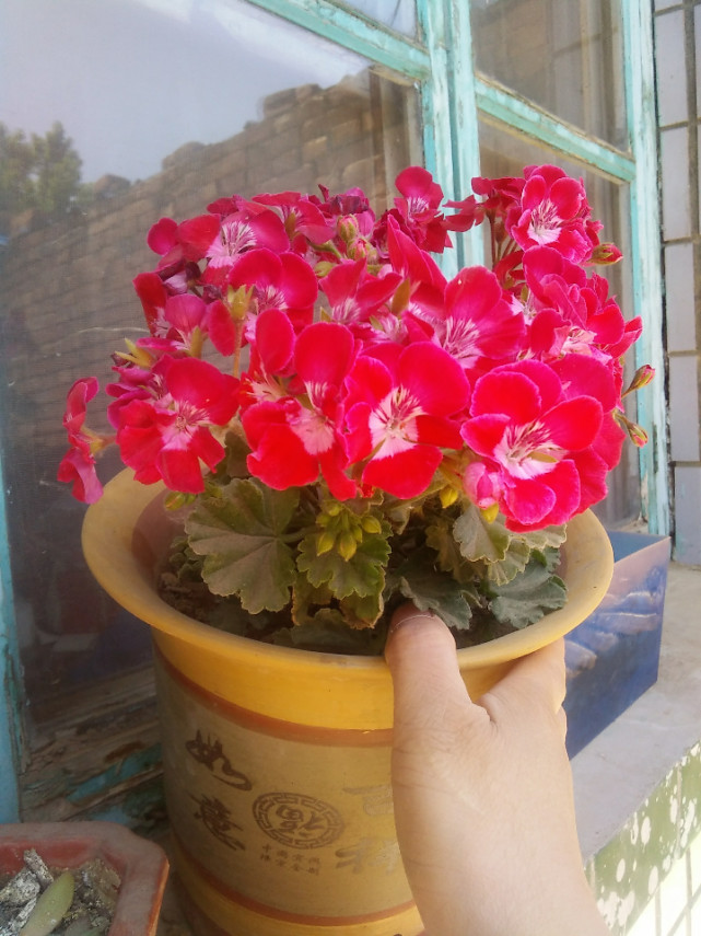 盆栽天竺葵—英雄花色红艳,美丽又喜庆,花期长,封闭阳台亦能养