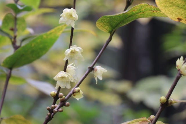 明孝陵臘梅初開,花葉同枝