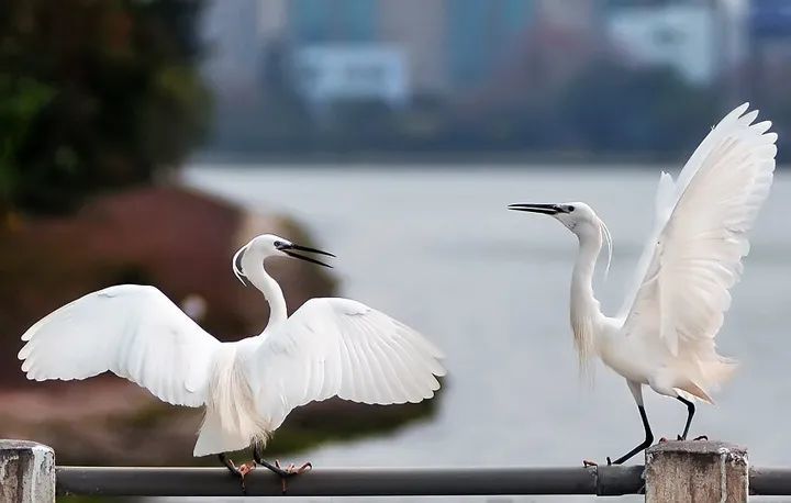 漠漠河边白鹭飞 作者 李冬梅 焦作新闻资讯