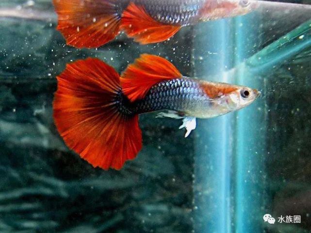 養孔雀魚的九點注意事項|孔雀魚|保溫棒|母魚|飼料|豐年蝦