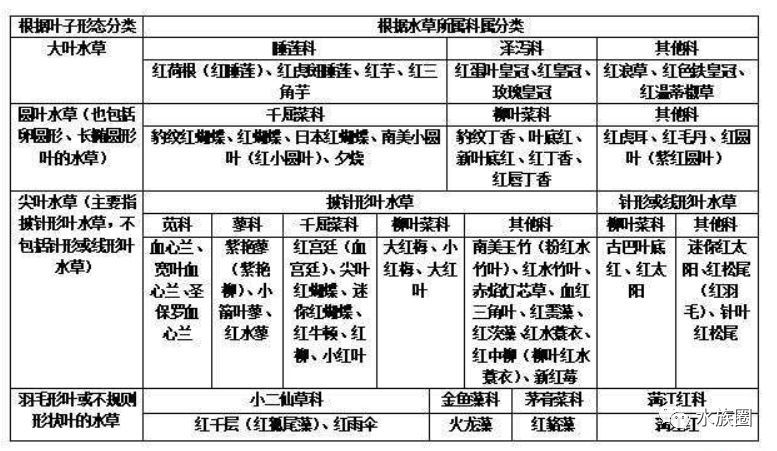 干货 红颜色水草汇总与常见问题知多少 腾讯新闻