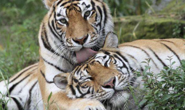 老虎完成繁殖后雌虎为什么扭头咬雄虎过后又在地上不停打滚