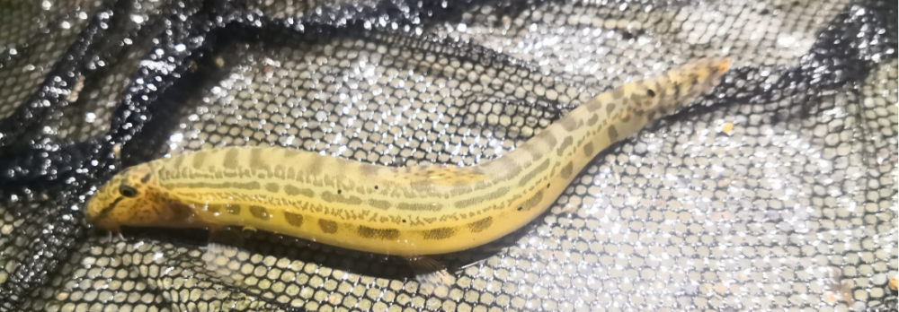 pseudobagrus ondon▲42 hemiculter leucisculus▲唇47