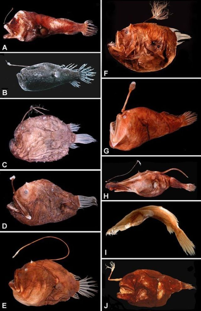 12種深海里長得最奇特的怪魚一個比一個奇葩