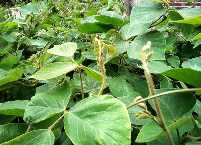 接下來阿野就詳細給大家介紹一下葛根這種植物的特徵價值,以及它的