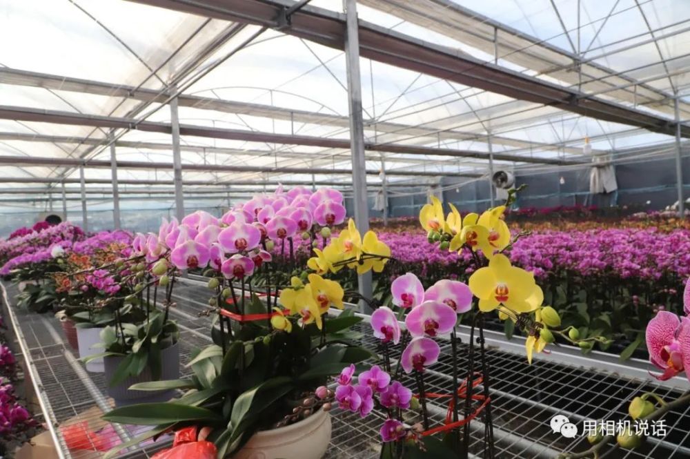 六中全会在基层 六中全会进 花棚 增收致富信心足 腾讯新闻