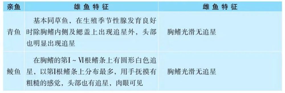 表3-1 草鱼,青鱼,鲢鱼,鳙鱼,鲮鱼雌雄特征比较副性征在雄鱼体表比较