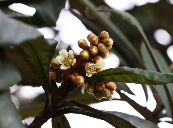 枇杷花开了 你闻到了吗 丨花花万物 腾讯新闻