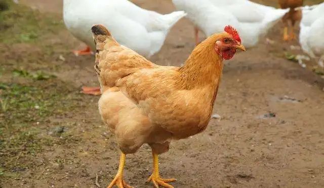 母鸡打鸣是"不祥征兆"!为何说打鸣母鸡要杀?老人:不杀会死人