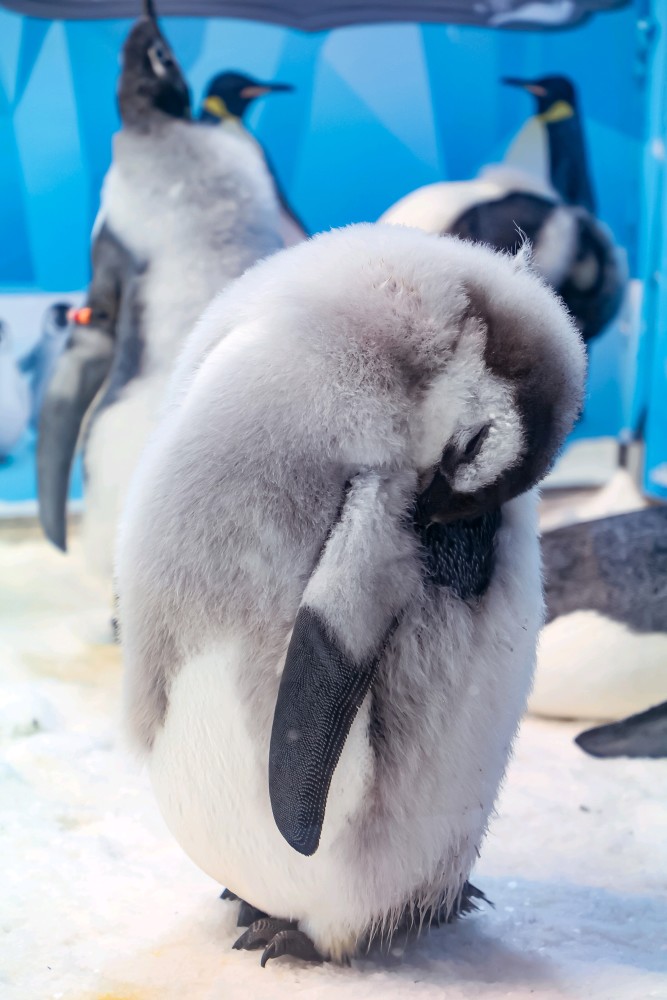 珠海长隆11只企鹅宝宝,换毛中身着"花外套"_腾讯新闻