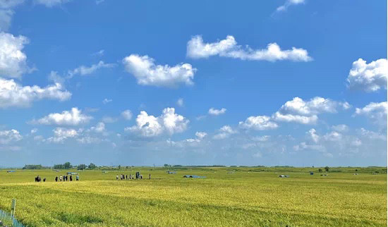 发挥稻乡优势五常将亮相大米节产销商务线上对接会