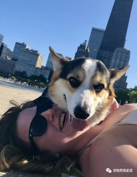 这只柯基独特的拥抱方式令人感动就是有点费主人