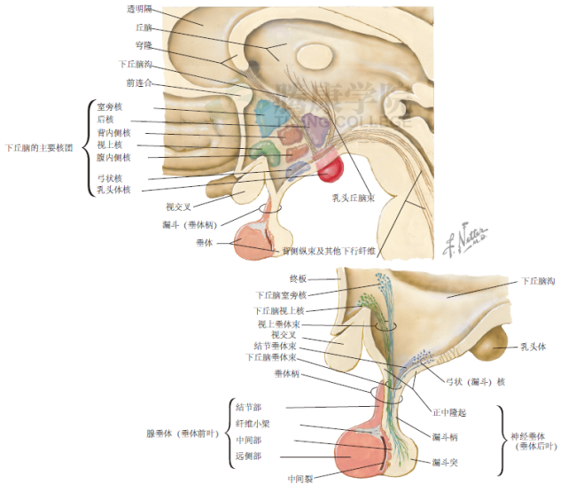 神經解剖學|下丘腦和垂體