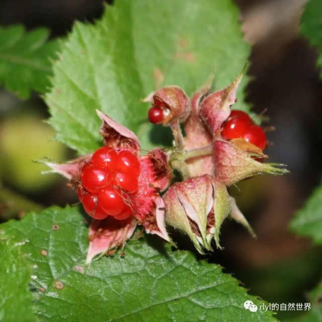 水果传水果里的梅花专挑冬天才结果的寒莓