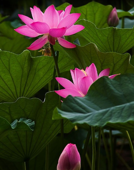 12月26日开始 4属相事业风生水起 财运红火 生活美好 腾讯新闻