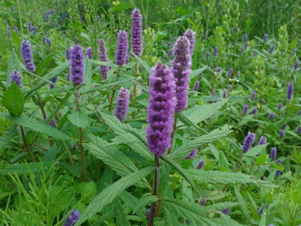 农村开紫花的野草香薷,花像刷子,对口臭有很好的作用