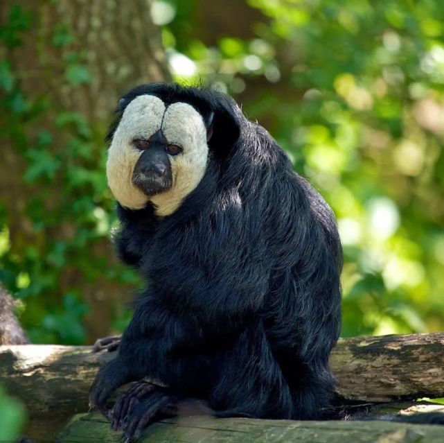 这种猿类竟然有这样厉害的技能?