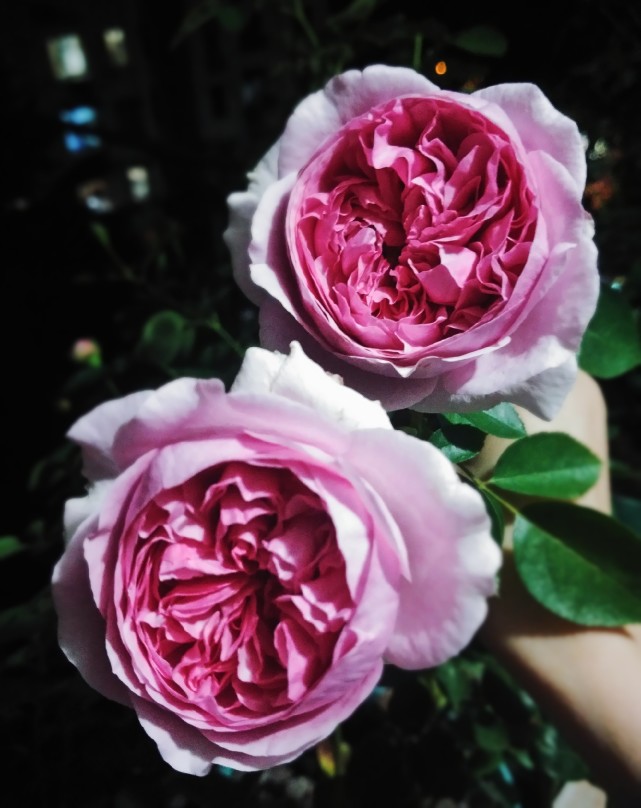 阳台还有位置,可以养盆"伊芙紫苑",花朵又美又香,四季有花看