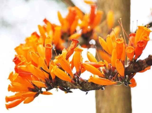 老茎生花火烧花