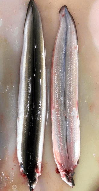 震惊:日本批发商将中国鳗鱼,伪造成日本国产5年才被发现!_腾讯新闻