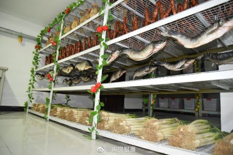 军营的菜窖治愈强迫症