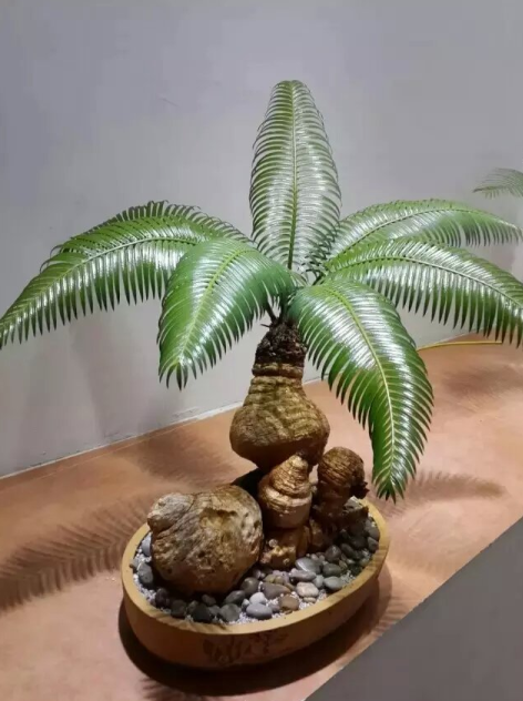 铁树的植物学名来历浅谈以及苏铁各属分类介绍