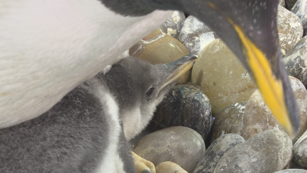馆长 纪玉韬:"它是10月25日大企鹅产蛋之后,直接开始孵化的