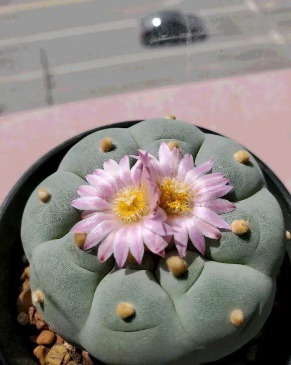 多肉银冠玉仙人球中的天花板售价几千块开花很漂亮