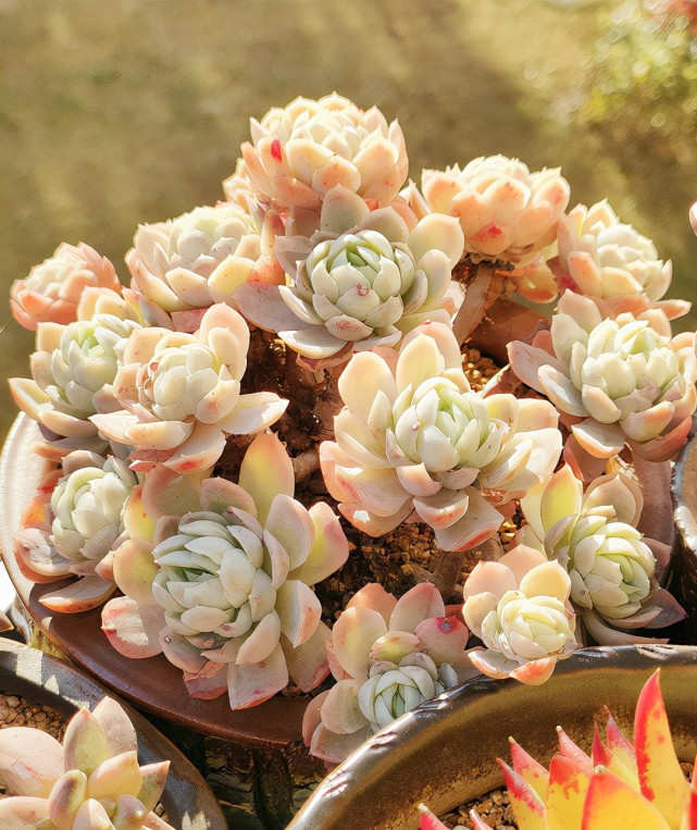 去年颜色鲜红,今年的颜色透黄,不过都非常喜欢|冰梅|多肉