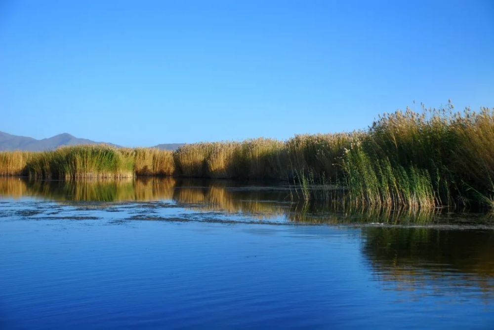 富蕴县可可托海重要湿地在布尔津县托库木特国家湿地公园,成群结队