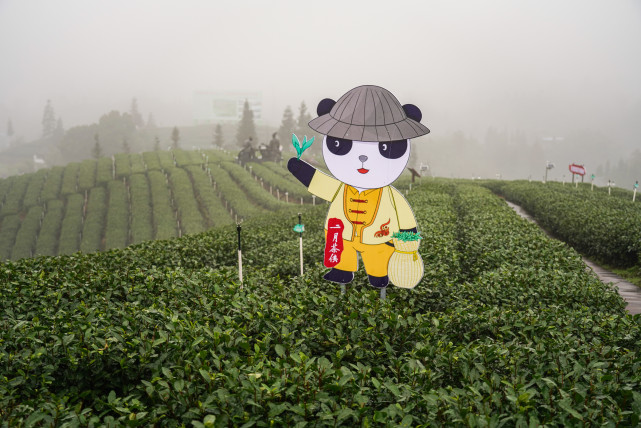 登上山顶,极目远眺,一望无际的茶海