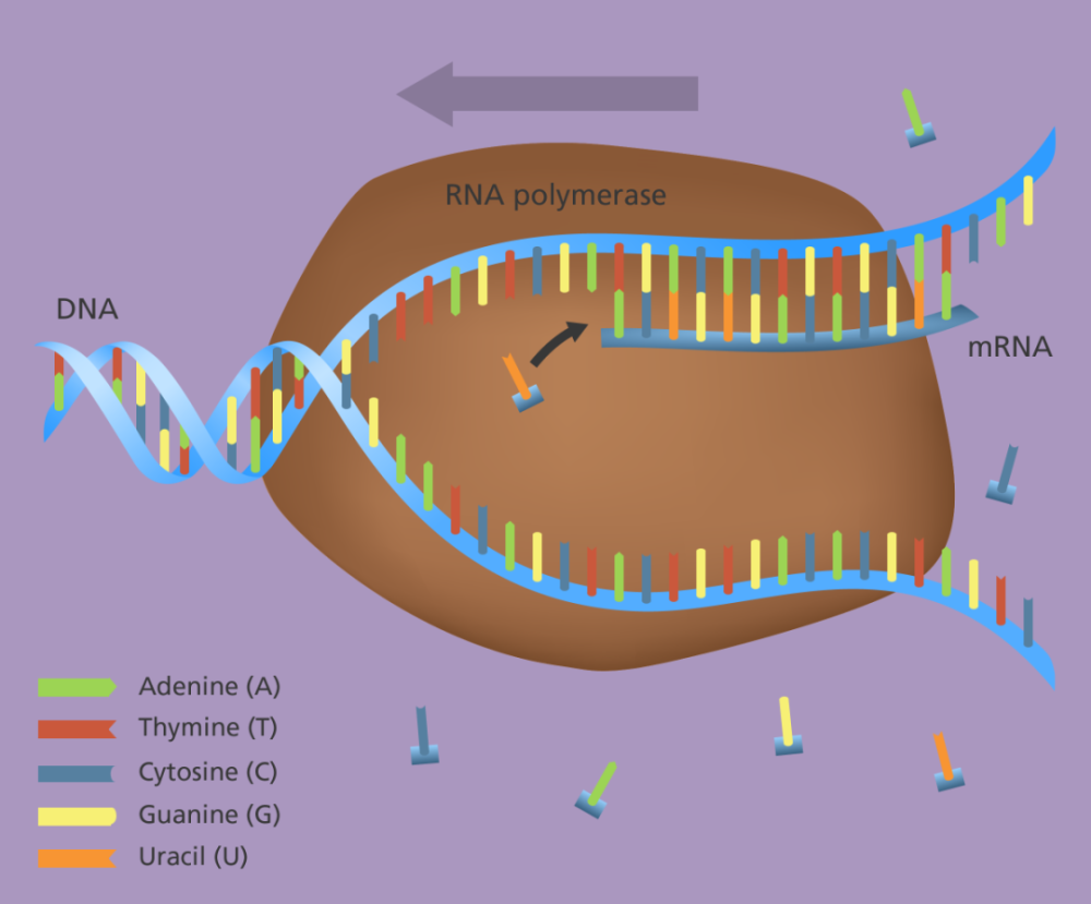 一个基因要表达,得先转录出mrna(信使rna),随后mrna会在核糖体里被