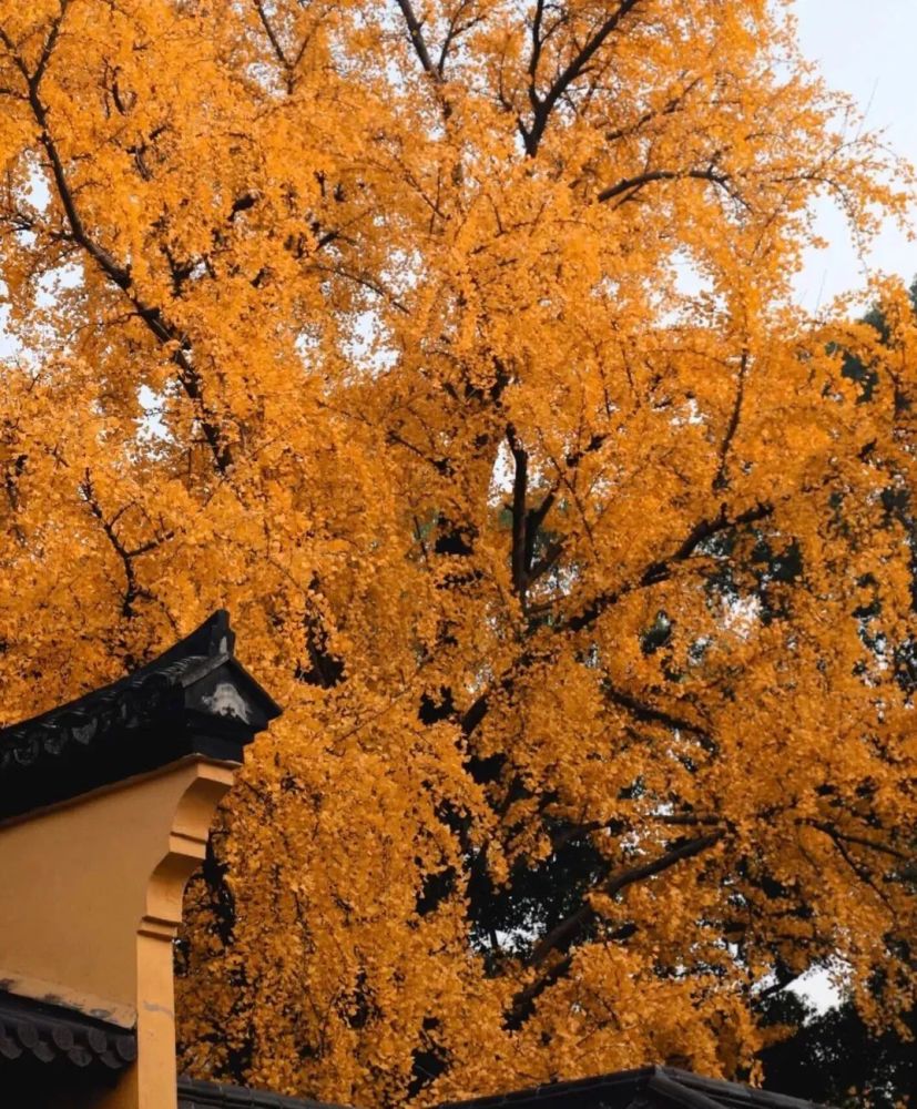 新塍小蓬莱银杏树图片
