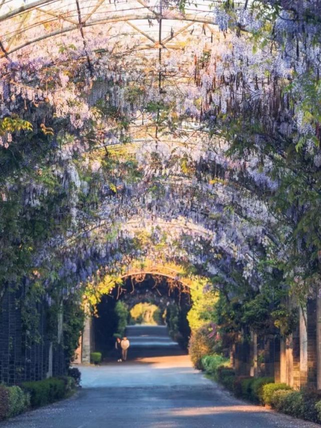 距離紫藤園不遠處的紫雲廊公園,還有長達數百米的紫藤長廊,有著類似