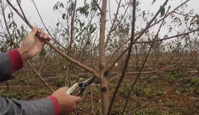 果樹修剪只需3分鐘水平高低立見分曉